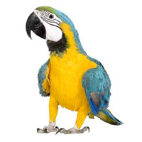 Blue Throated Macaw » Vương Quốc Vẹt | PMK