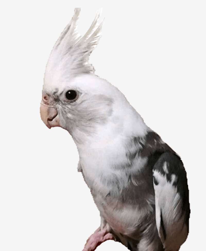 Vẹt mào Cockatoo và những khả năng đặc biệt có 1O2 | Pet Mart