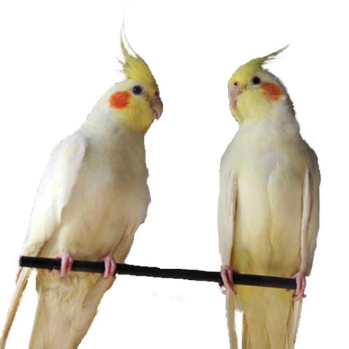 Con vẹt Hồng-phải đối mặt với âm thanh Conure Trắng vẹt - con vẹt png tải  về - Miễn phí trong suốt Vẹt Mào png Tải về.